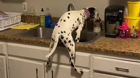 Snoopy Dalmatian Stands in Kitchen Sink