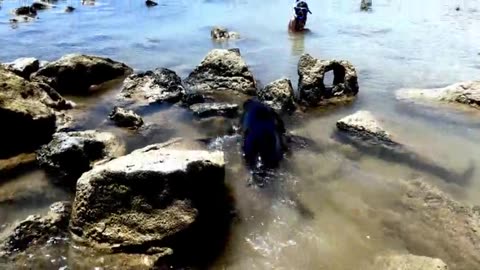 Sea lion hunting in swimming area catches a fish in Galapagos Islands