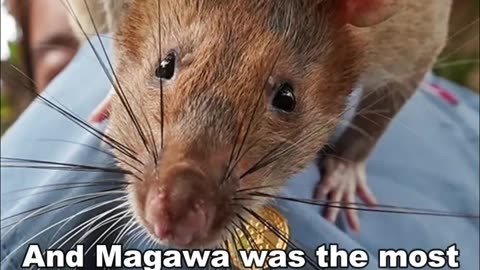 Megawa | How This Rat Bcome Hero