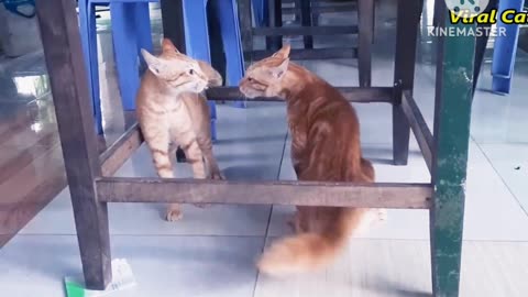 Funny cat funny animal video 🤣😂