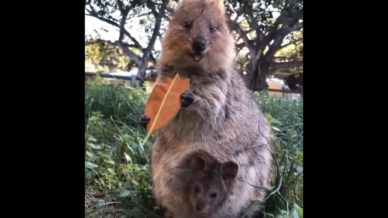 "Funny Animal Antics Watch Ruble the Dog's Hilarious Moments Rumble"