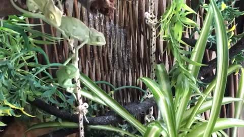 Hand Feeding Baby Chameleons: Everybody Gets a Worm!