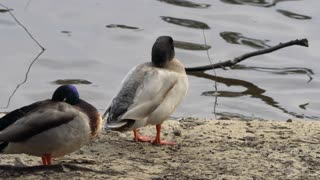 CatTV: Duck Going in Water