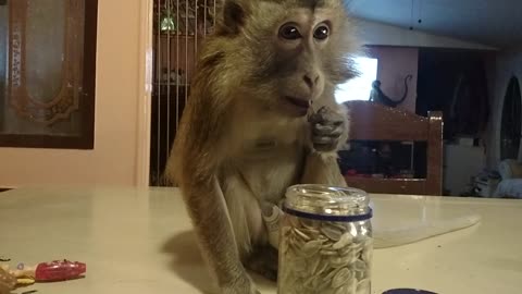 Intelligent Monkey Retrieves Sunflower Seeds