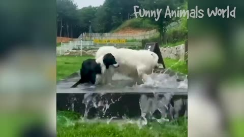 Funny animal videos