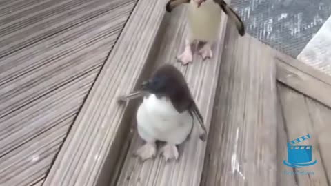 Cute penguin funny video