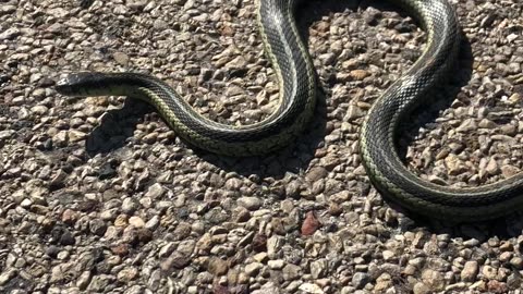 Snake on road in Wisconsin