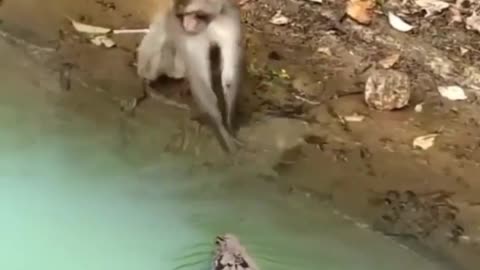 Monkey and crocodile