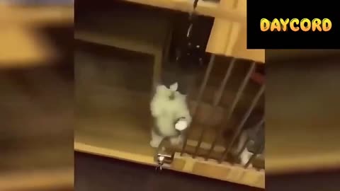 Cat Funny videos 2021#4