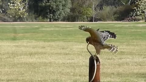 The Most Amazing Eagle Attacks Ever Caught on Camera#pakvideovip#