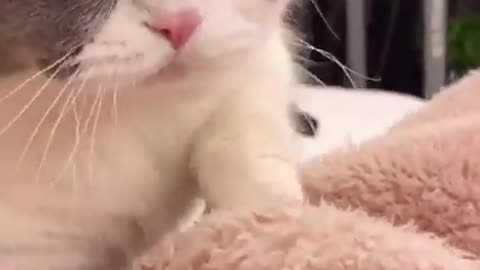 Cute Cats and Funny Animals Compilation 😹 Try Not To Laugh Challenge - Cute Cat 062