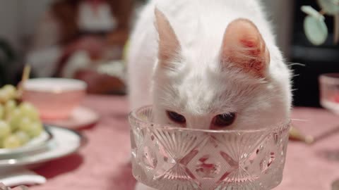 A Cat Licking The Crystal Glass On Top Of The Table