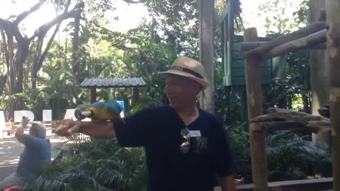 Friendly Parrot in Cartagena, Columbia