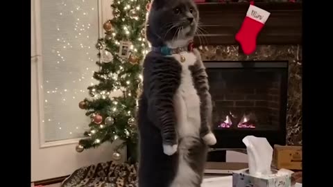 Cat's doing funny things 😹😻watch more cuteness