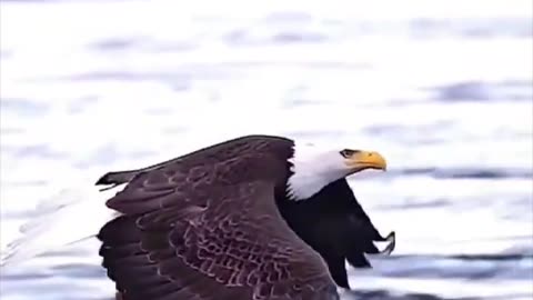 Wild Birds vs Fish Showdown Epic Hunt and Unexpected Twist