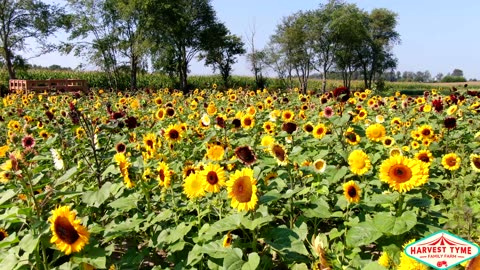 Relaxing Flight Over Stunning Sunflowers