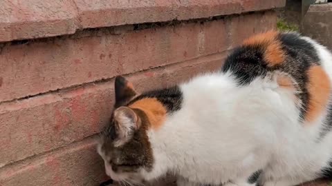 "Whiskerlicious Delights: Adorable Cats Enjoying Their Gourmet Feast!"