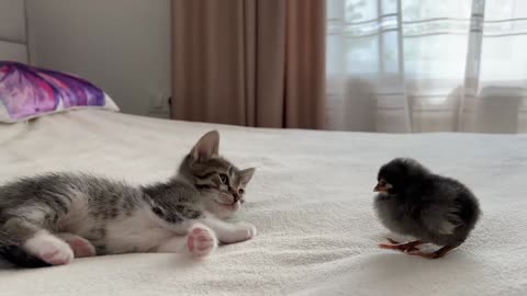 "How an Adorable Kitten Reacts to Meeting a Baby Chicken"