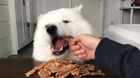 ASMR Dog Eating Homemade Chicken Jerky I MAYASMR