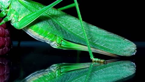 JANICE THE KATYDID flew into my living room - Macro Special