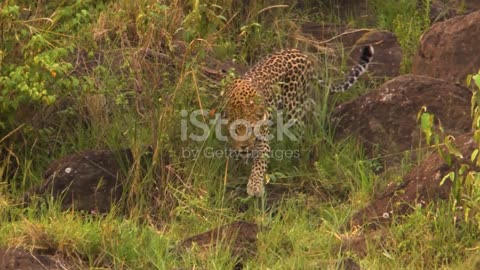 The Lost Leopards: Stories of Elusive Jungle Cats