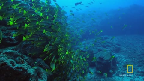 Understanding the Oceans Sea of Hope America's Underwater Treasures