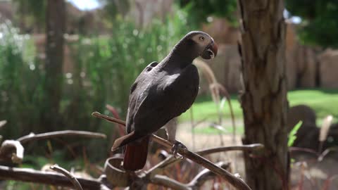 African Grey Parrot