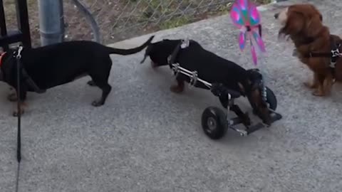 Disabled Dachshund Dog Who Loves to Ski Inspires People to Never Give Up | The Dodo