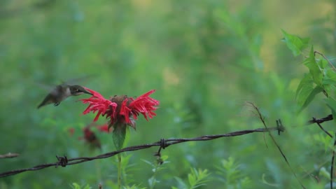 Hummingbird Hummingbird