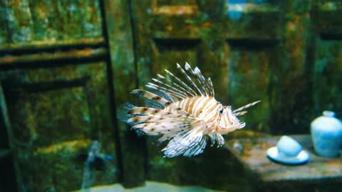 LIONFISH IN THE AQUARIUM