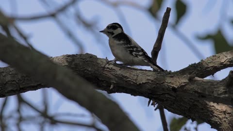 Downy Woodpecker