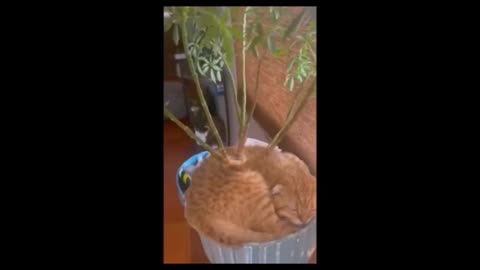 Funny Cats