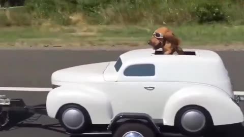 Driving Cute Dog