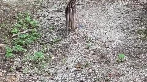 John, a US Army Veteran, helped save a baby deer that was stuck inside his backyard fence.