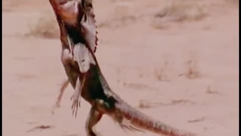 Oh my God, this lizard has been running on two feet