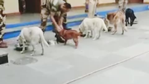 Training dogs