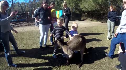 friendly kangaroo