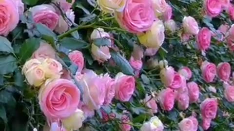 Super roses. #beautiful Pink