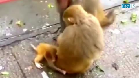 FUNNY ANIMAL VIDEO