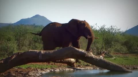 15 Aggressive Elephants Roaming Ruthlessly in Search of Prey