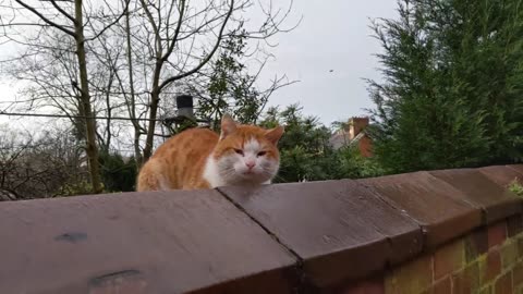 Hungry Stray Cat Meowing For Food