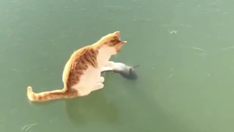 Cat playing on frozen lake