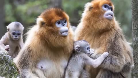 Golden monkeys must be the cutest animals