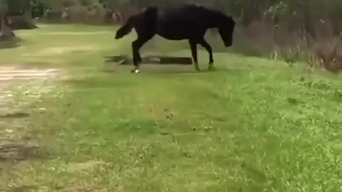 Horse does a TAP DANCE on an Alligator