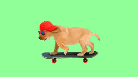 A Dog on Scooter