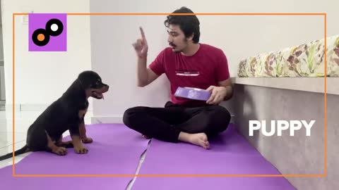 Part 3 | 3 MONTHS OLD ROTTWEILER PUPPY TRAINING