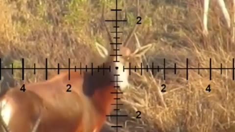 Deer Hunting __ Wild Animals Hunting Prt.5 #shorts