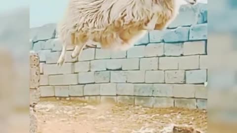 Funny jumping sheep