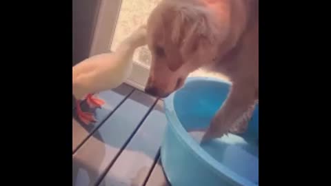 Duck helping dog to clean his ears Cleans Ears