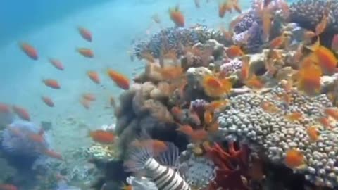 Beautiful Lionfish swimming in the reef!